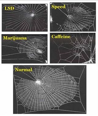 spiders-on-drugs