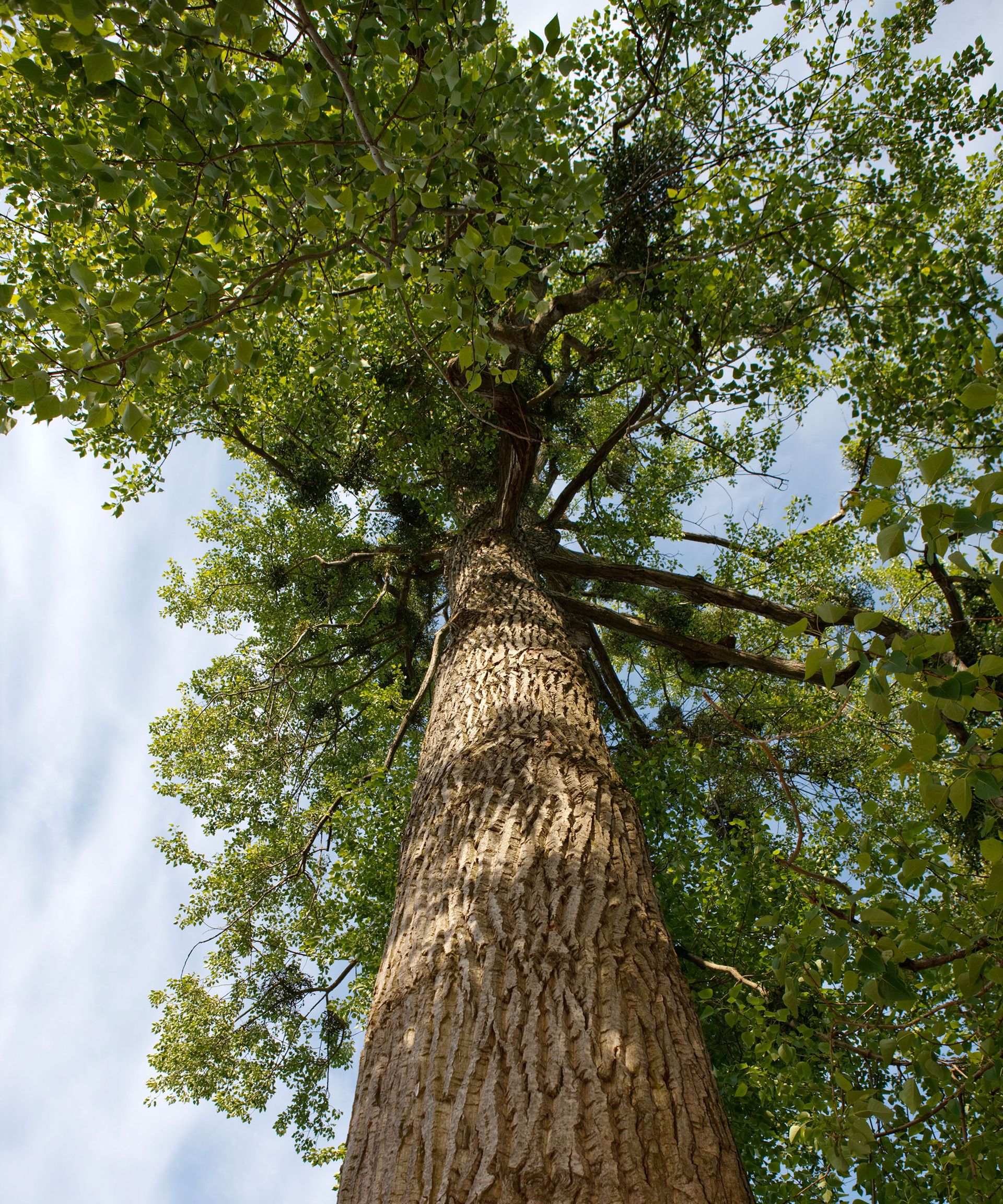 Collection 90+ Pictures picture of balm of gilead tree Stunning