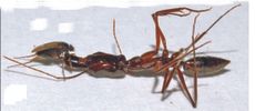 Fly decapitates ant