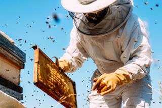 A beekeeper covered in protective white clothing, holds a panel of honeycomb up as honeybees fly around.