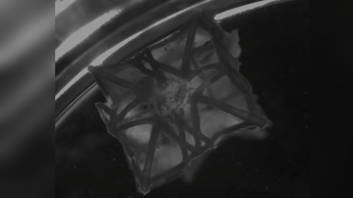 Scientists 3D print a patch that can be embedded into heart tissue — provides alternative to animal-based tissues