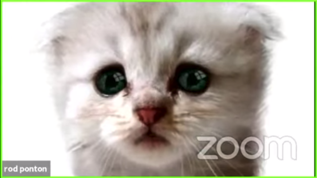 download zoom cat filter