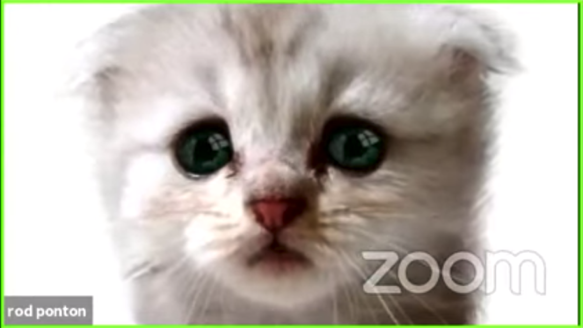 Cat filter zoom download - sapjefinger