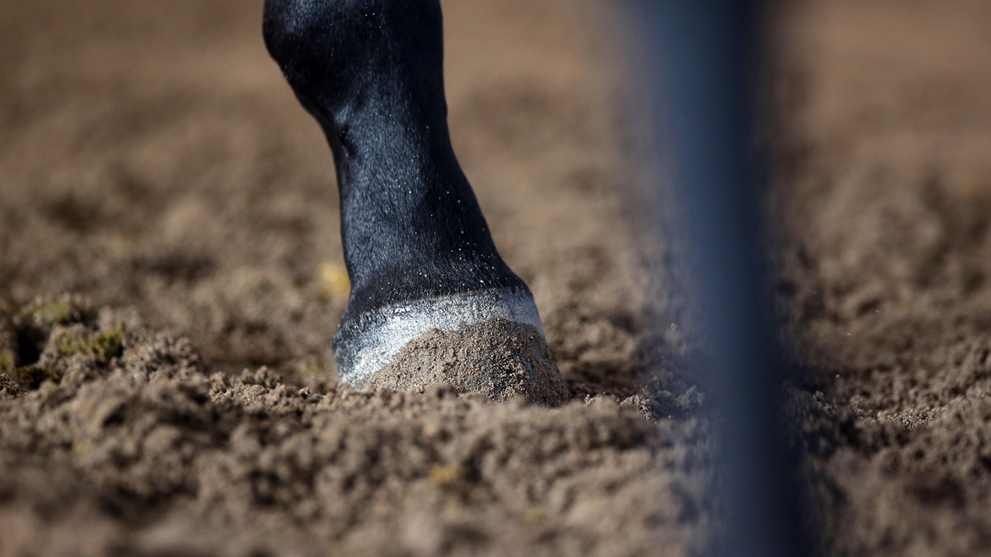 EHV-1 self-certification forms for horses