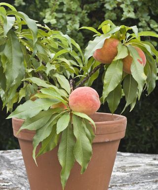A dwarf peach tree growing and fruiting in a pot