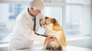 vet checking dog's heartbeat