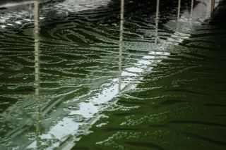 Spirulina growing in water tanks in Mexico.