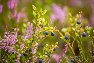 How to grow blueberries from seed