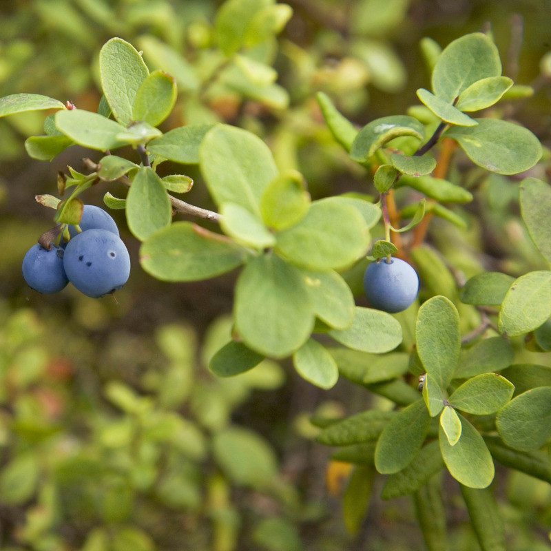 Plant Addicts Lowbush Blueberry