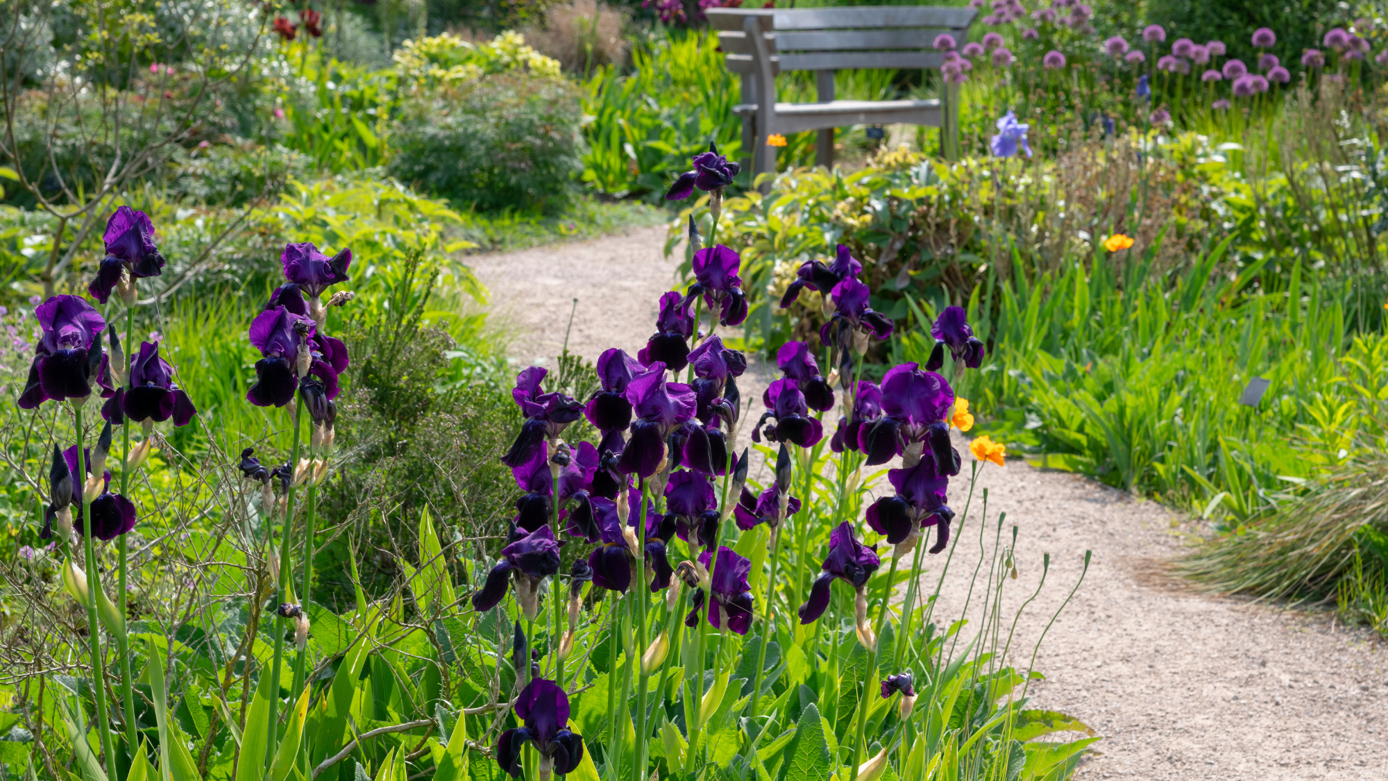 Richly coloured perennial Iris beside a garden path in late spring sunshine