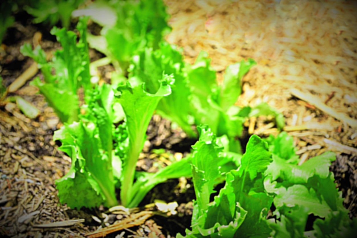Ithaca Lettuce Plants &ndash; Tips For Growing Ithaca Lettuce In The Garden