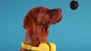 mali the singing dog sings into a microphone