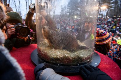 Punxsutawney Phil predicts an early spring for 2019