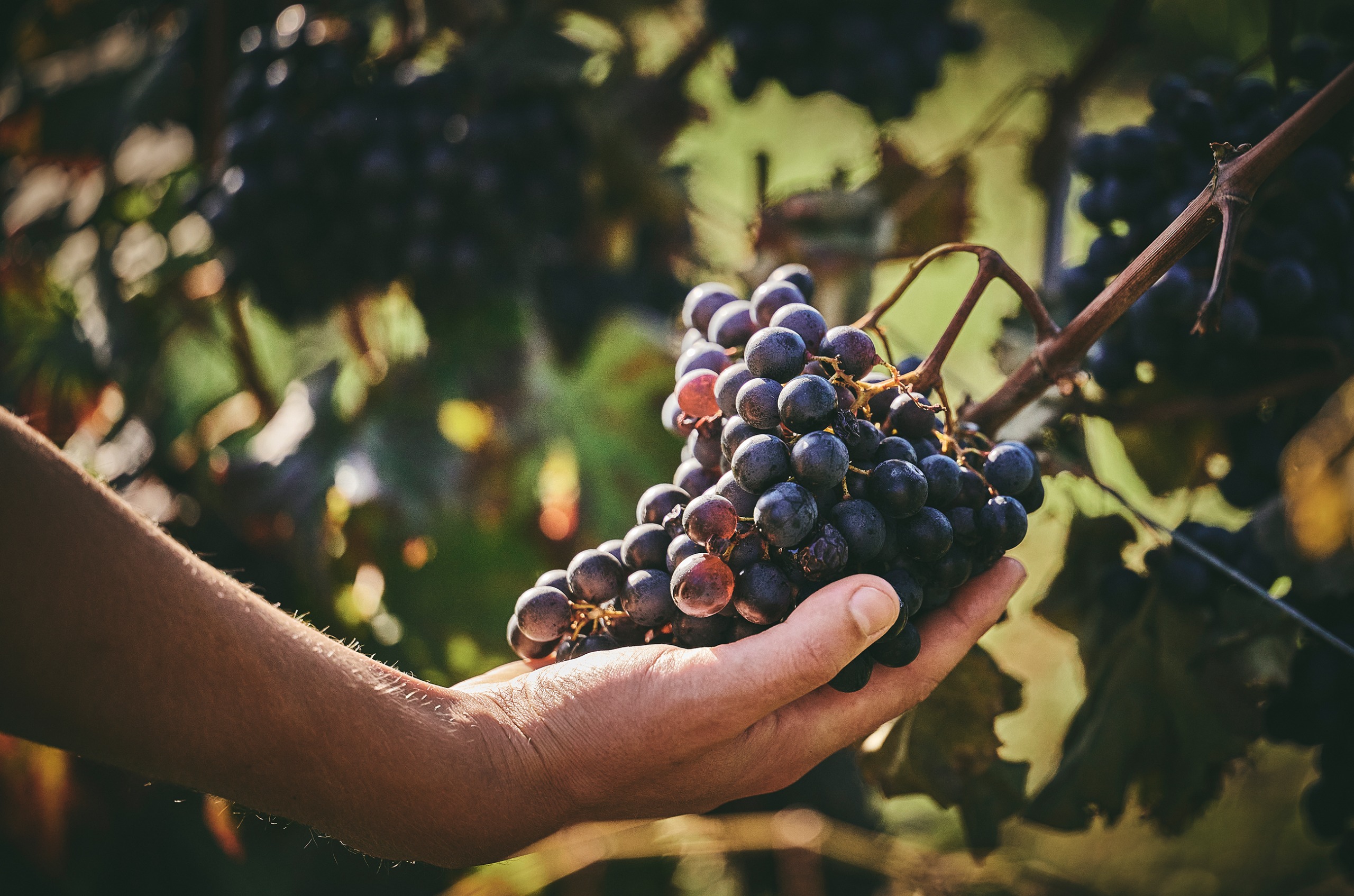 A hand holding a bunch of ripe black grapes on a vine