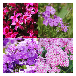 A split screen of four different colors of phlox plants