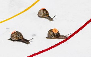 Congham, Norfolk – The World Snail Racing Championships Credit: Action Plus Sports/Alamy Live News