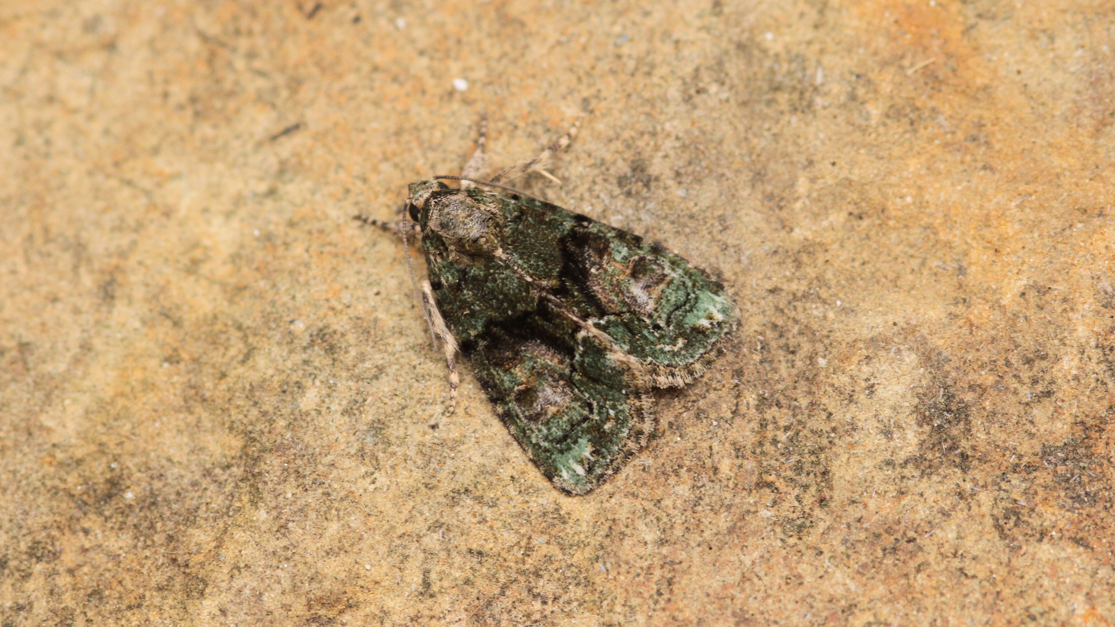 A picture of a tree-lichen beauty moth shows its mottled, lichen-like green wings.