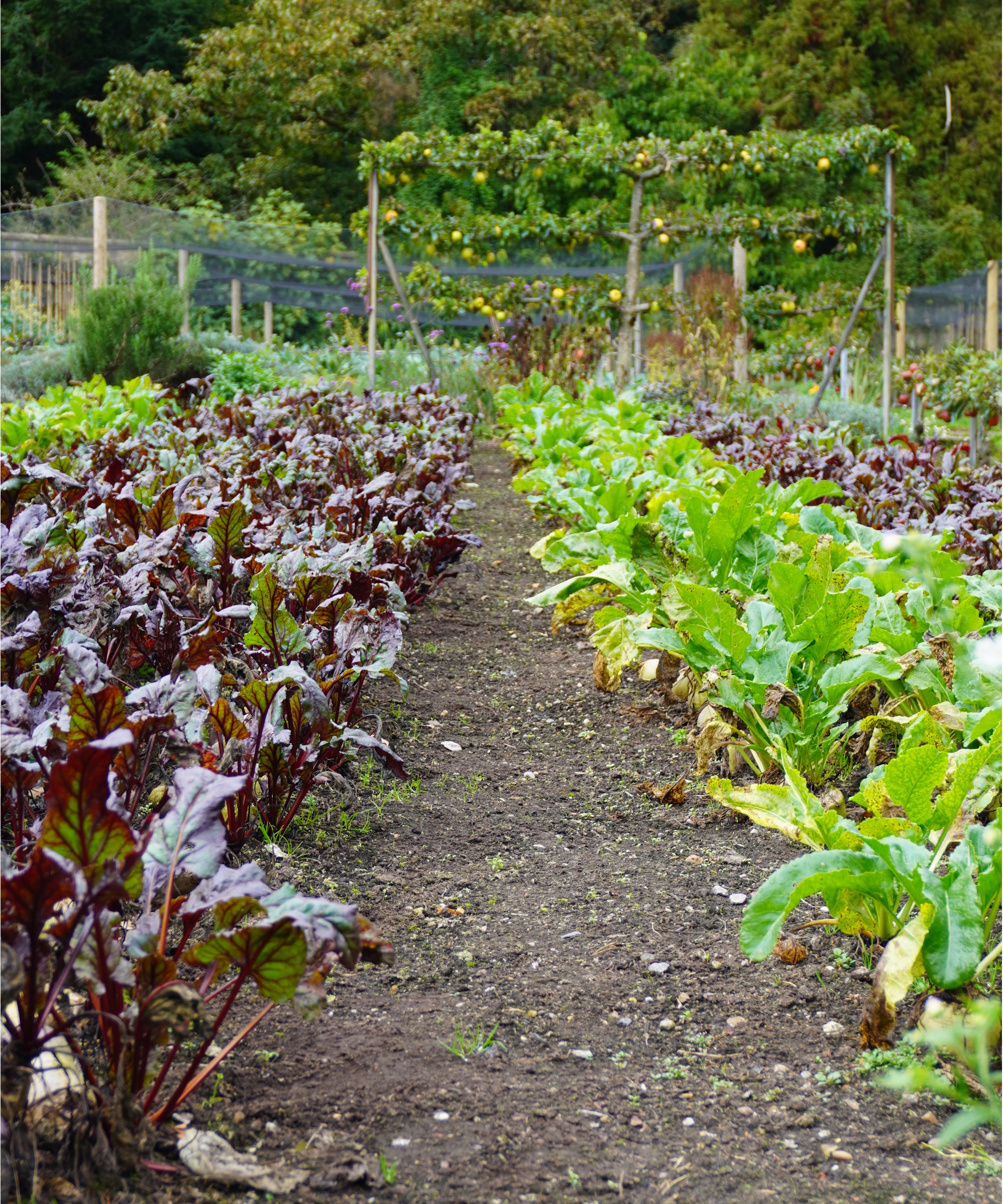 Rose of vegetables growing in Gravetye Manor's kitchen garden