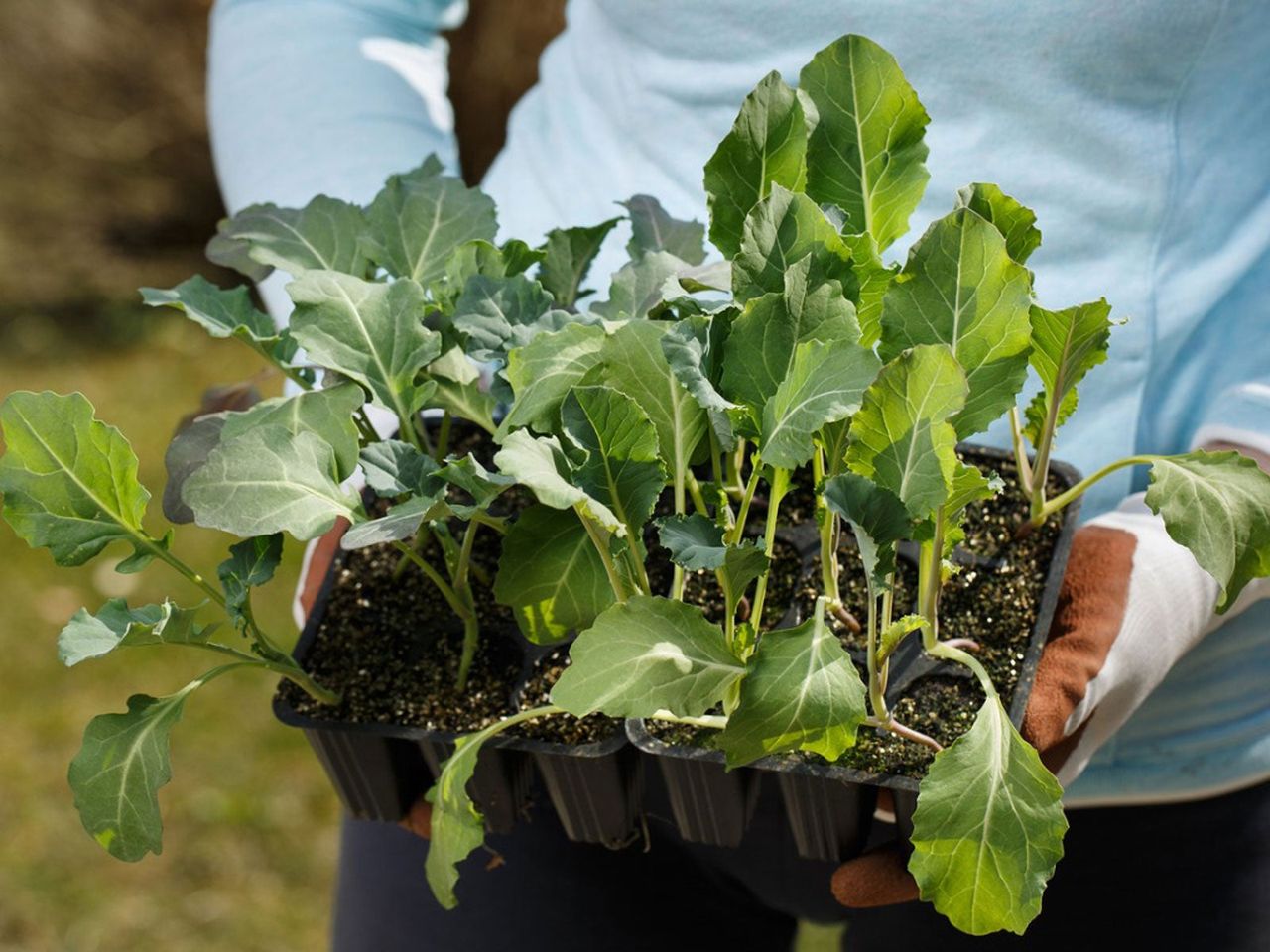 Gardener Holding Potted Plants