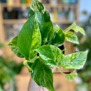 A marble queen pothos - aka one of the best houseplants for a shed - up close