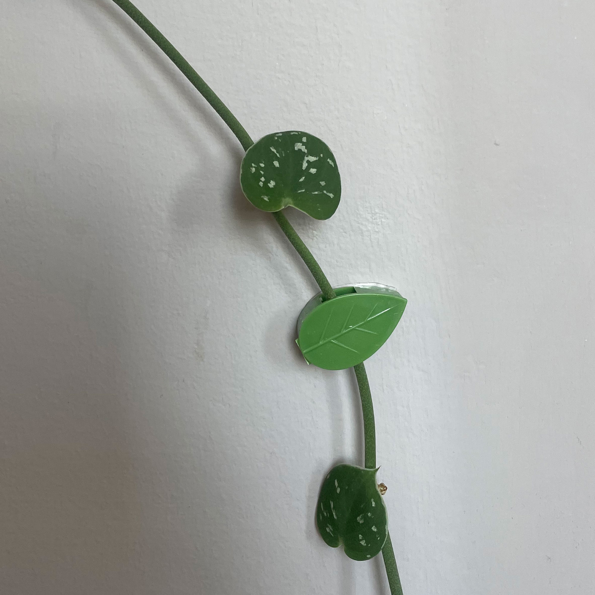 Green leaf shaped plant clips training trailing pothos plant