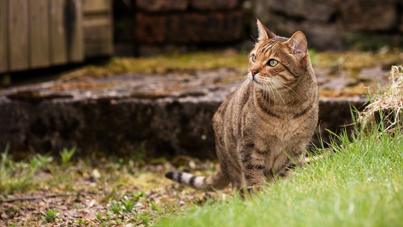 Cat returns home after disappearing for 16 years | PetsRadar