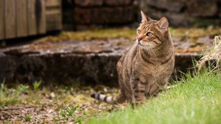 Bengal cat in garden area