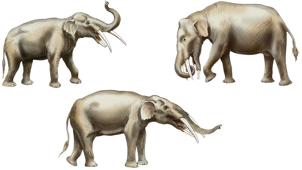 Nearly 6 million-year-old 'elephant graveyard' unearthed in Florida ...