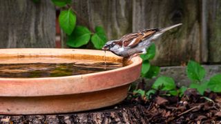 Sparrow drinking water from bird bath