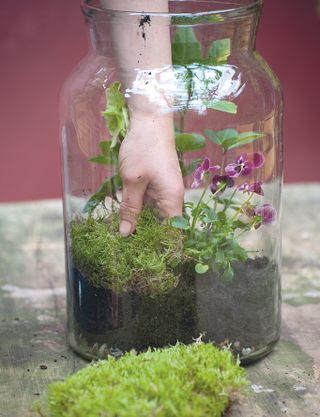 Step five of how to make a terrarium: add moss on top of the compost