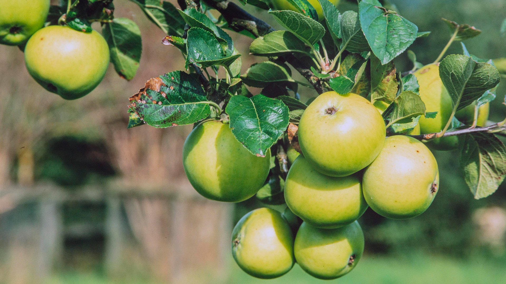 Apples growing on an apple tree in a garden front of the house