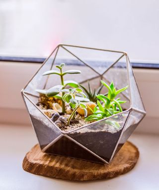 A geometric glass terrarium jar with soil and succulents in it, on top of a wooden log coaster, in front of a white window