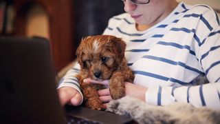 Puppy snuggling up on owner who is working on a laptop