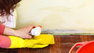 Person cleaning mouldy wall with spray and sponge