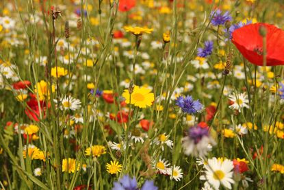 how to plant a wildflower meadow