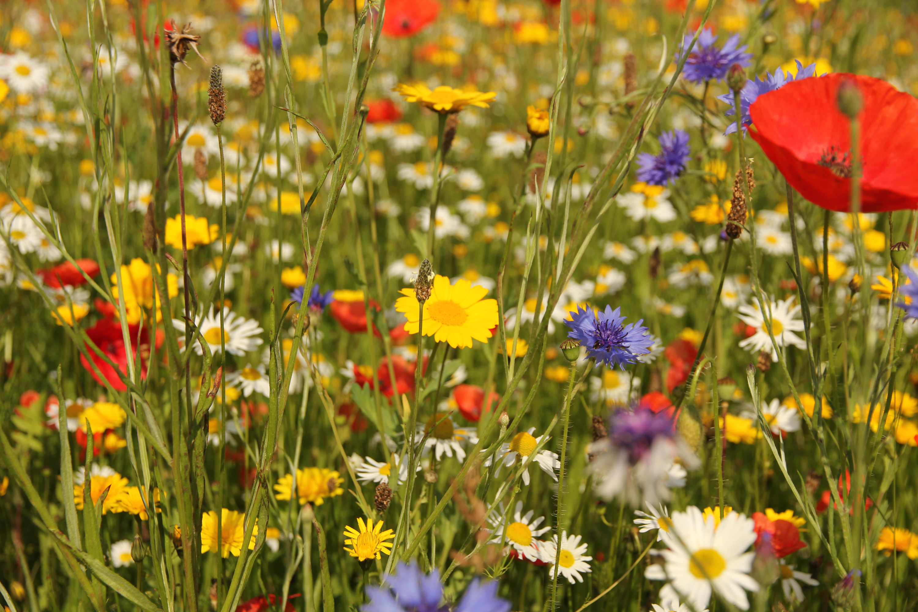 How To Plant A Wildflower Meadow In Your Garden Try This Alternative 