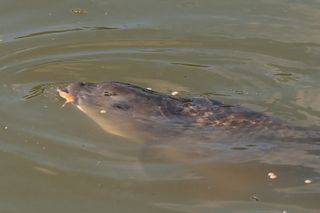 Carp floats - floating carp