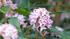 Daphne odorata with pink blooms in a spring garden