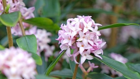 Daphne odorata with pink blooms in a spring garden