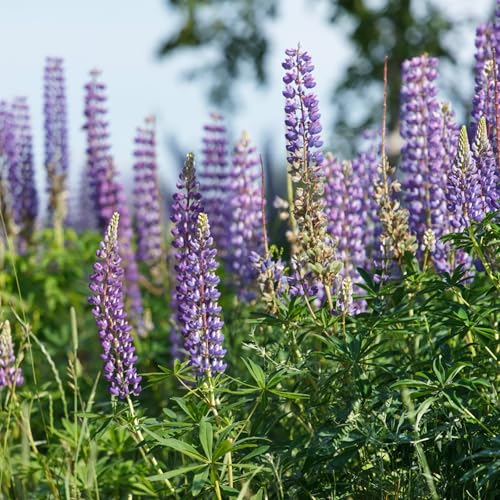 Seed Needs Wild Perennial Lupine Seeds to Plant Perennial Flowers 1 Pack