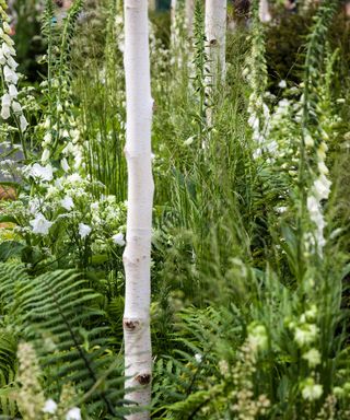 white bark of Himalayan birch, also known as Betula utilis jacquemontii, with ferns and foxgloves growing nearby