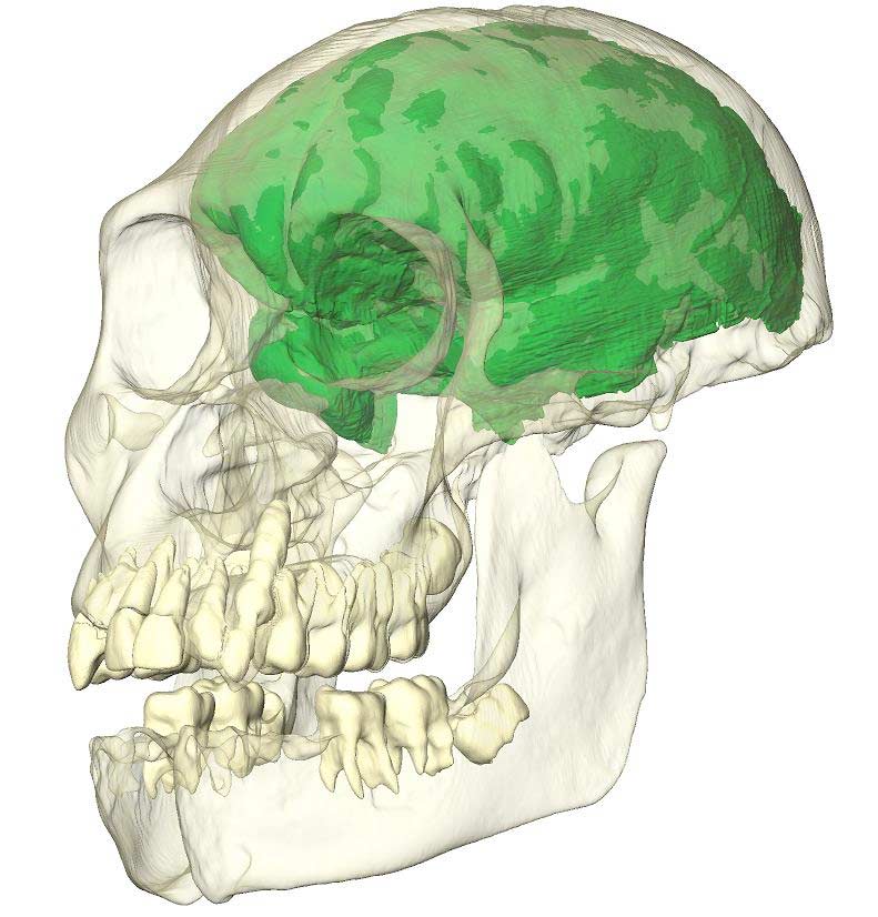 virtual endocast of brain of human ancestor