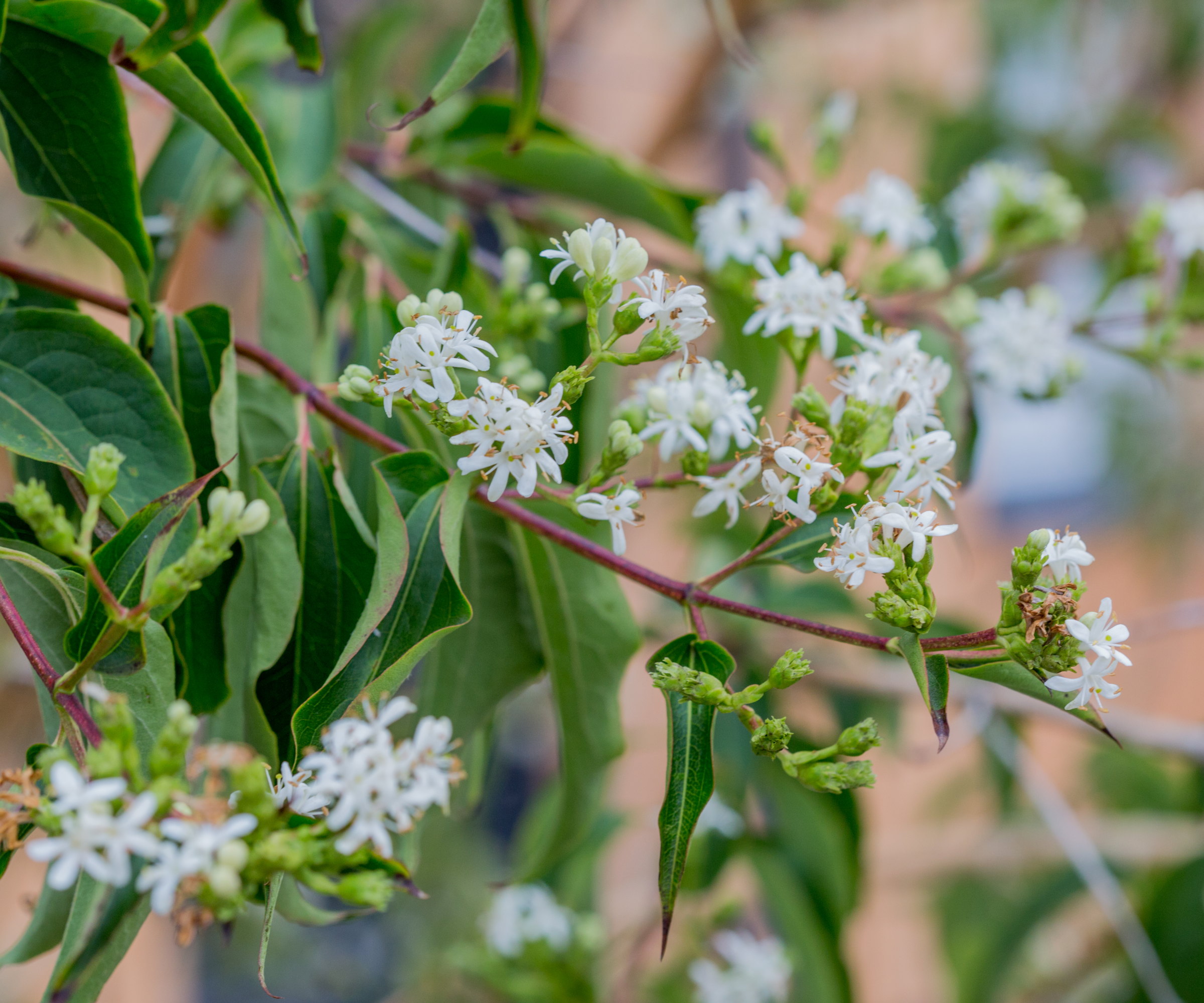 The white blossoms of a seven-son flower tree