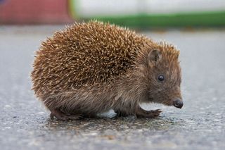 types of hedgehogs for pets