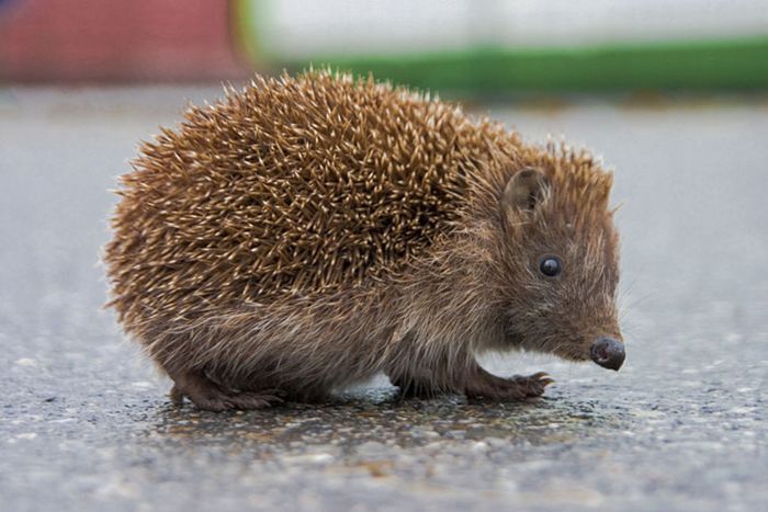 hedgehog, endangered species