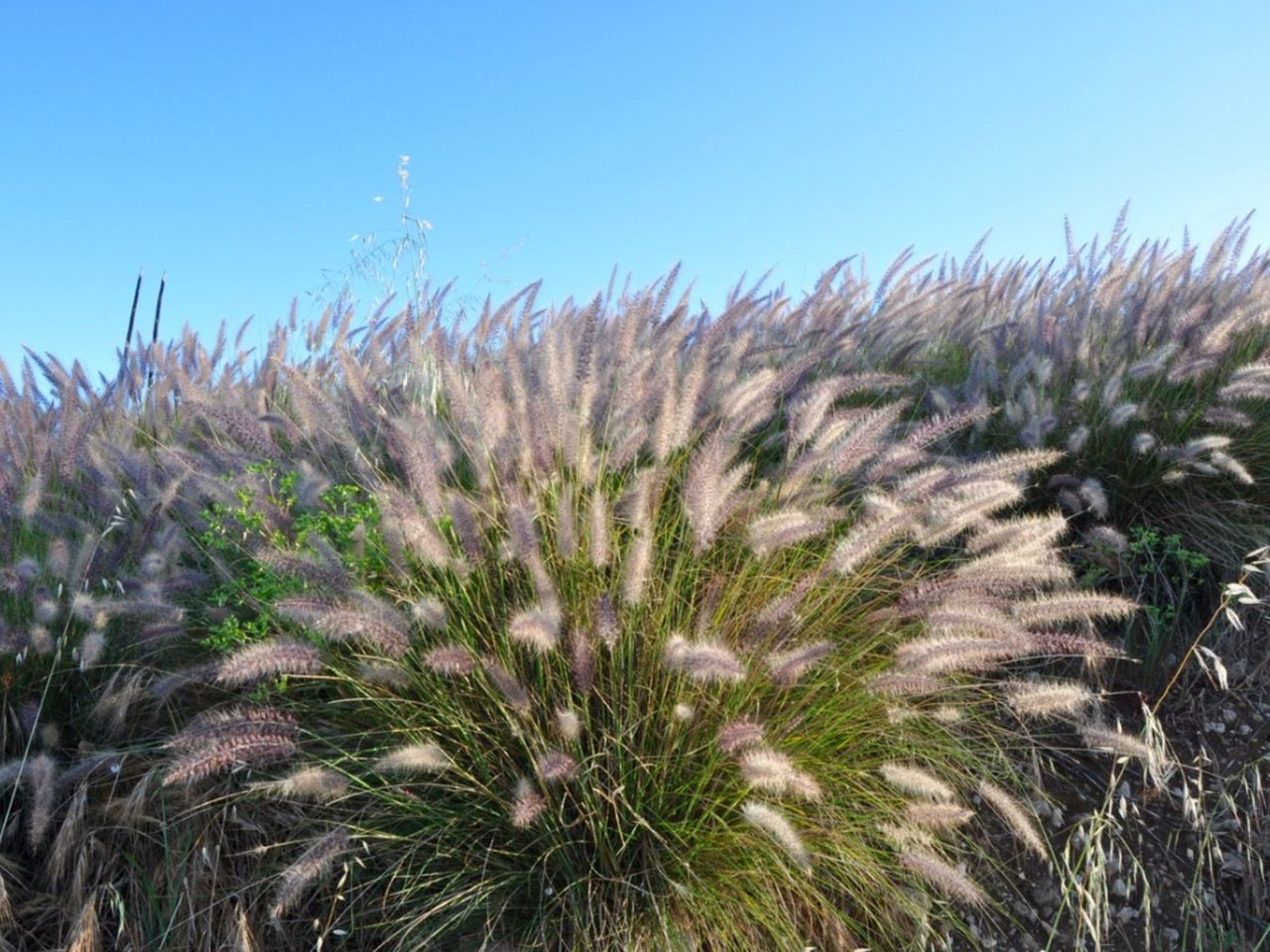 Tall Fountain Grass