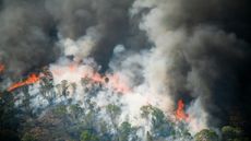Flames and smoke curtain of a forest fire in the Brazilian Amazon.