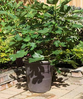 brown turkey fig tree growing in a pot on a patio