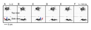 Selected frames from a tarantula sprinting from left to right at 75 degrees Fahrenheit (24 degrees Celsius). Four points on each first and fourth leg were digitized to show the joint angles of the two hydraulically extended joints, the researchers said.