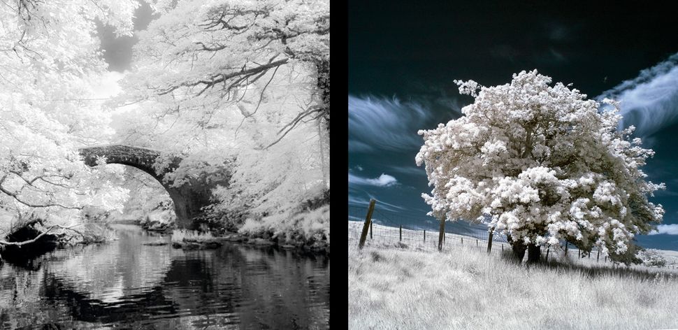 The best infrared filter in 2024 | Digital Camera World